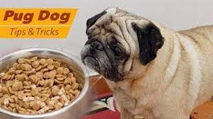 Best food for pug puppies in india. Dog Puppy Feeding Problems Dog Puppy Not Eating His Food Pug Dog Food Diet Youtube