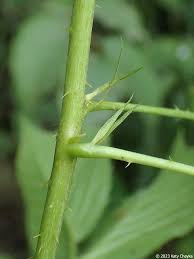 Image result for Rubus adolfi-friederici