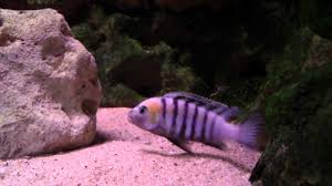 Image result for Odontosoria afra