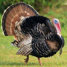 Guinea Fowl Birds That Look Like Turkeys Which Came First Turkey The Bird Or Turkey The Nation Turkey Bird Wild Turkey Animals