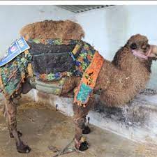 The arabian camel, or dromedary (camelus dromedarius), has one back hump, and the domesticated bactrian camel (c. Pdf Dromedary Camelus Dromedarius And Bactrian Camel Camelus Bactrianus Crossbreeding Husbandry Practices In Turkey And Kazakhstan An In Depth Review