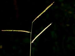 Image result for Danthoniopsis pruinosa