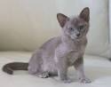 Burmese Cat Breed Profile | Cat-World