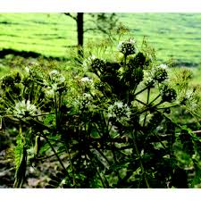 Image result for Albizia adianthifolia × gummifera