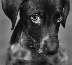 Black And White Dog Photography Dachshund Puppy Dog Eyes Dogs And Puppies Dogs