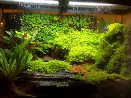 Domain Com 404 Error Tree Frog Terrarium Vivarium Frog Terrarium