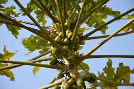 Getting the right variety is key to getting good fruit production. Papaya Tree Fruits Tropical Food Leaves Branches Nature Growth Plant Pxfuel