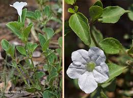 Image result for Ruellia patula