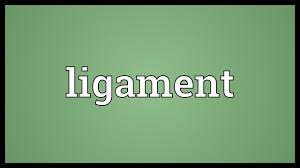Check spelling or type a new query. Ligament Meaning Youtube