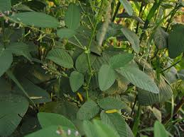 Image result for Bouffordia