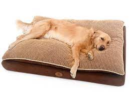 0.0 star rating write a review. Pls Pet Paradise Orthopedic Pet Bed Orthopedic Dog Bed Large 30wx42l Foam Dog Bed Dog Beds For Large Dogs Firm Medical Grade Foam Plush Top Easy Clean Buy Online In Japan At Desertcart Jp