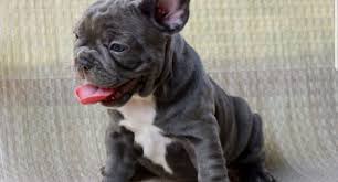 Rare lilac tri bulldog puppies. Blue French Bulldog Puppies Buy Blue French Bulldog Online