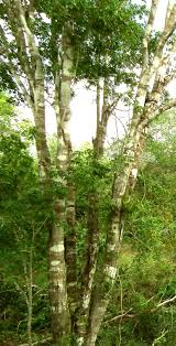 Image result for Oldfieldia