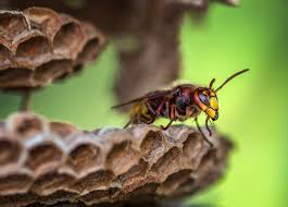 Pests also come in lots of types and sizes and it will be impossible for homeowners to control them all on their own. Hornets Nest Removal Ct Hornet Nest Extermination Treatment Ct