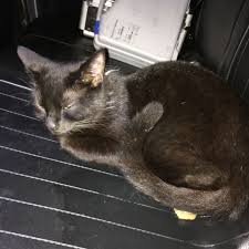 Katze pinkelt ins bett neu katze macht ins bett sonderangebote best. Muffel Katze Fahrt In Polizeiauto Mit Und Kackt In Dienstmutze Stern De