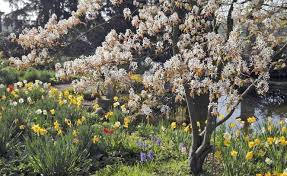 Die Schonsten Baume Fur Kleine Garten In 2020 Haus Baume Gartenbaume Garten