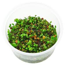 Image result for Marsilea villifolia