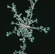 Image result for Pycreus cuanzensis