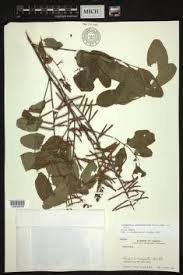 Image result for Indigofera adenoides