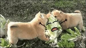 Maybe you would like to learn more about one of these? Puppies Eat Gif Puppies Eat Cabbage Discover Share Gifs