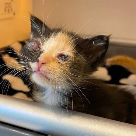 Helping Kittens with Eye Infections — Kitten Lady