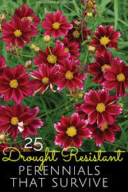 25 Drought Resistant Perennials Finding Sea Turtles Drought Resistant Plants Perennials Drought Tolerant Garden