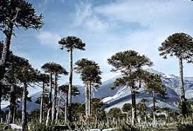 Image result for Araucariaceae