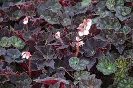 Begonia Black Fancy Beautifully Scalloped Leaves Begonia Fancy Scallop