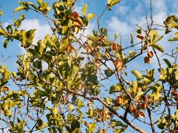 Image result for Combretum apiculatum