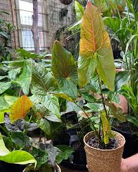 Image result for Disperis johnstonii