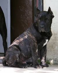 Presa Canario Information And Pictures Presa Canarios Presa Canario Giant Dog Breeds Dogs