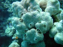 Resultado de imagen de esponjas