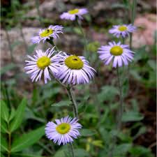 Image result for Eriosema flemingioides