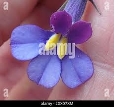 Image result for Monopsis decipiens