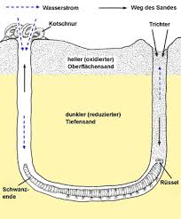 Weitere steckbriefe von tieren findest du im tierlexikon. Wattwurm