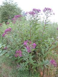 Image result for Vernonia kirkii