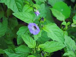 Image result for Nicandra physalodes
