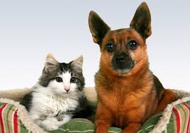 They may be itchy or red. Pet Dog Lumps And Bumps When Is It Serious Texvetpets