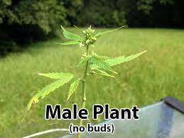 Learn How To Identify Cannabis Hermies Pollen Sacs Bananas