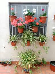 Geranios En La Reja Y Plantas Cinta Cultivo De Plantas Flores En Maceta Geranios