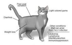 Image result for how much is lcti treatment for cats