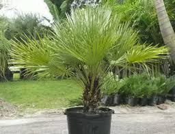 European Fan Palm In 2020 European Fan Palm Fan Palm Trees To Plant