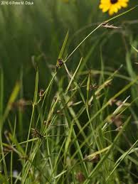 Image result for Scleria mikawana