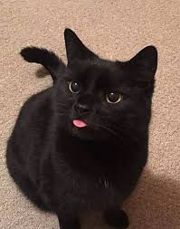 Sfia999 In 2020 Cat Aesthetic Cute Black Cats Black Cat Aesthetic