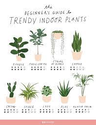 Help your customers make the right decision! This Hanging Indoor Plant Guide Will Help You Pick The Best Greenery For Your Space Indoor Plant Care Plants Hanging Plants