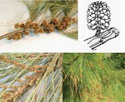 Image result for Casuarina