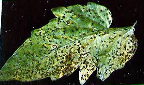 Image result for Septoria leaf spot of tomato