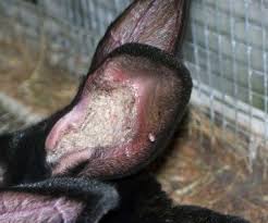 Image result for scabies rabbits ears
