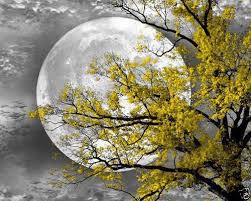 Black And White With Color Art Black White Yellow Tree Moon Wall Art Home Interior Decor Matted Picture Moon Wall Art Color Splash Photography Yellow Tree