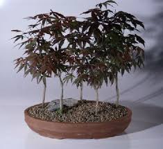 The leaves reduce well in size with time. Japanese Red Maple Bonsai Tree 5 Tree Forest Group Acer Palmatum Atropurpurea